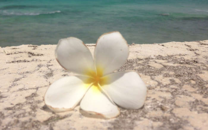 Barbados, Flower