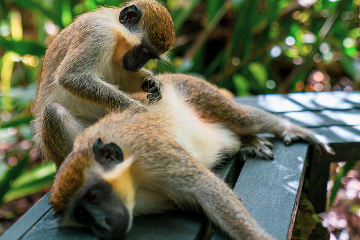 Monkeys Playing In Barbados