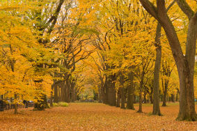 Autumn Central Park New York