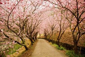 Pink Blossom Japan
