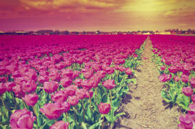 Pink Flowers Netherlands