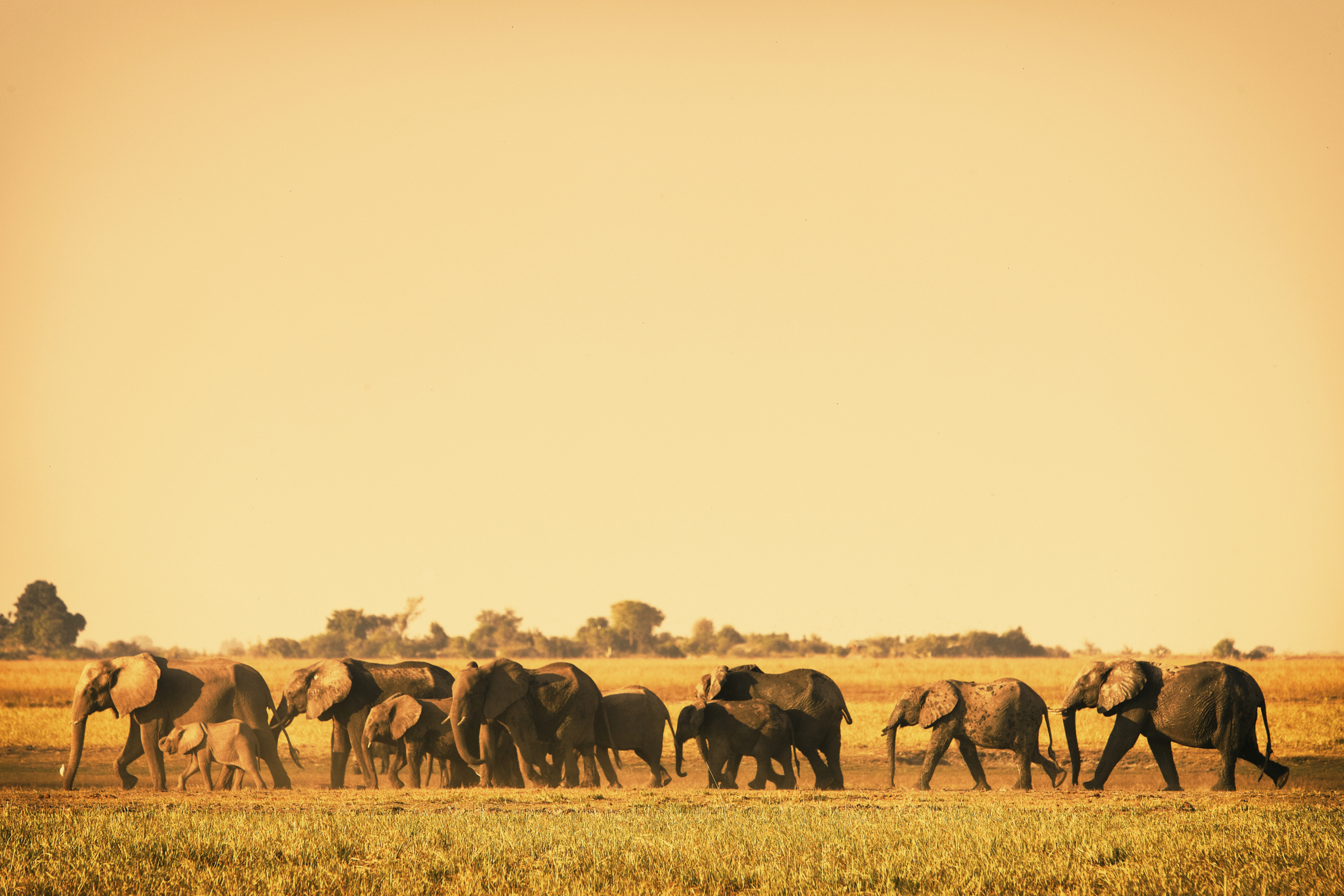 Elephants at Kruger National Park