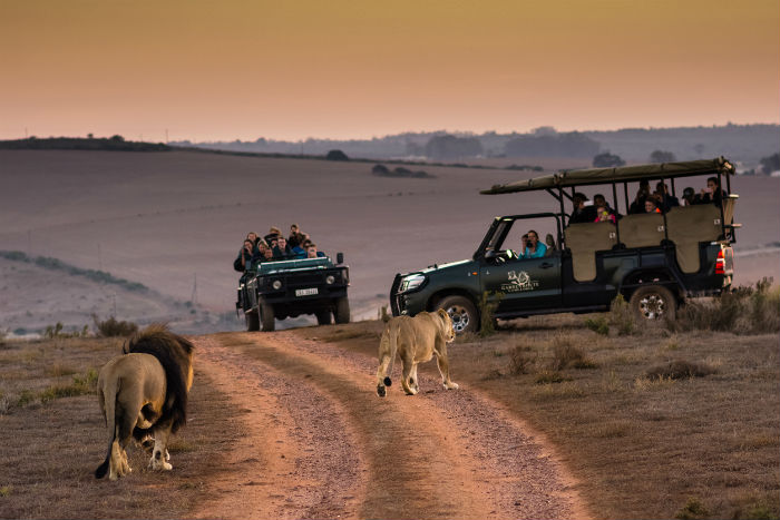 Safari Ride In South Africa
