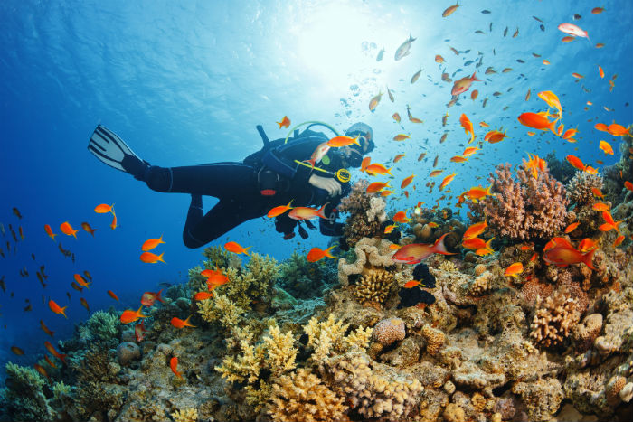 Scuba Diver In Mexico