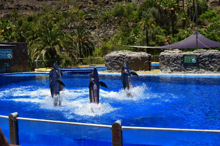 Dolphins At Dolphin Show