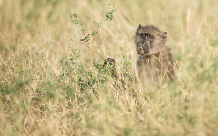 Monkey in South African bush