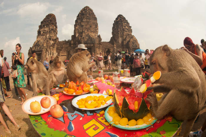 Monkeys Eating Fruit