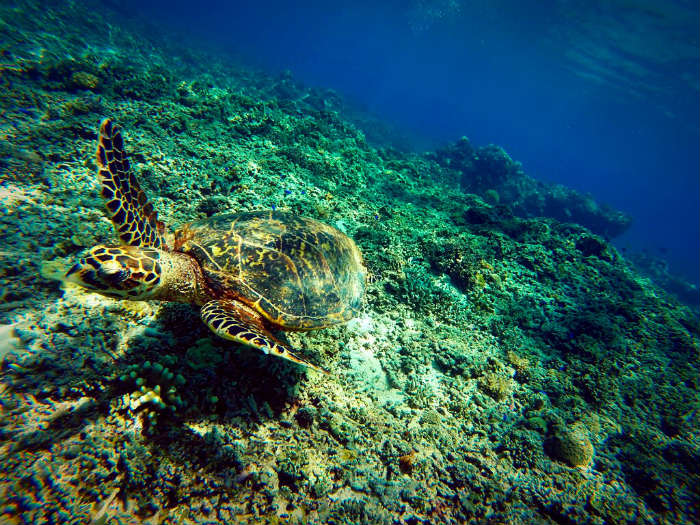 Bali Turtles