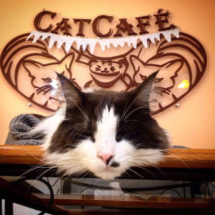 About Us – Cat Café Budapest