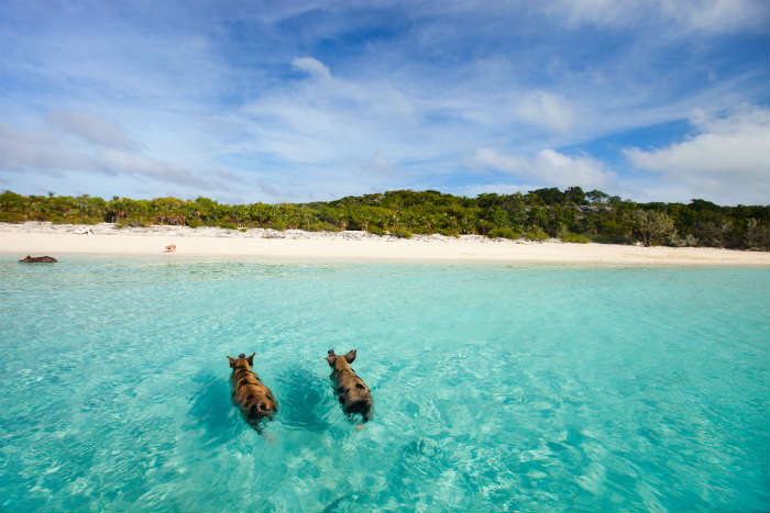 Best islands for animal lovers - Bahamas